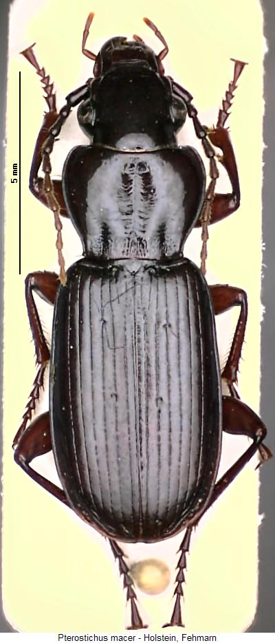 pterostichus_macer_hab.jpg