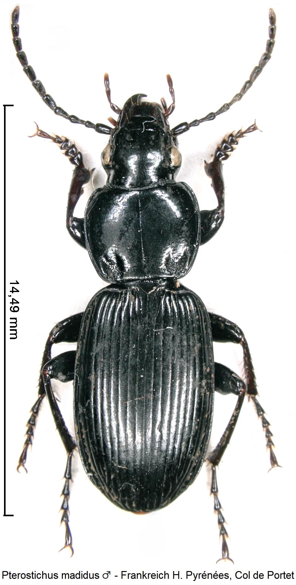 pterostichus_madidus_m_hab.jpg