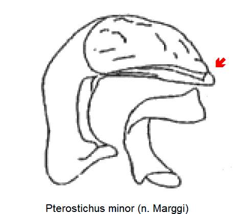 pterostichus_minor.gif