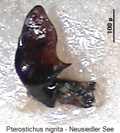 pterostichus_nigrita_par.jpg