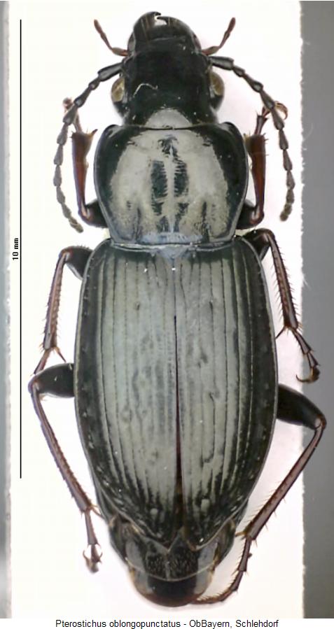 pterostichus_oblongopunctatus_hab.jpg