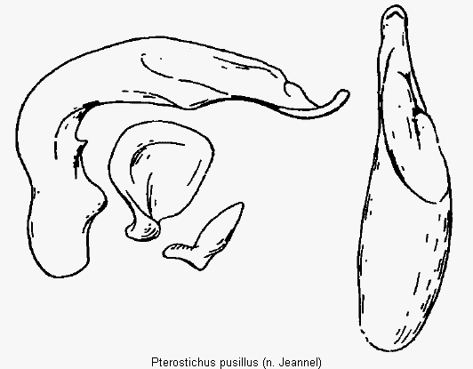 pterostichus_pusillus.gif
