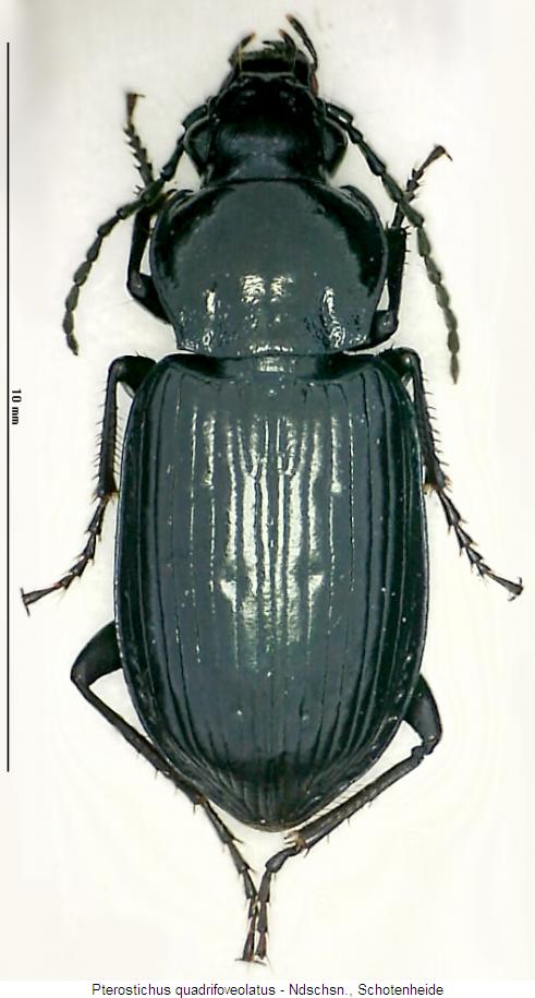 pterostichus_quadrifoveolatus_hab.jpg