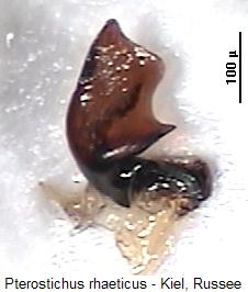 pterostichus_rhaeticus_par.jpg
