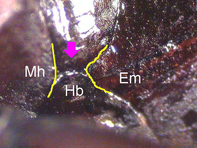 pterostichus_useite.jpg