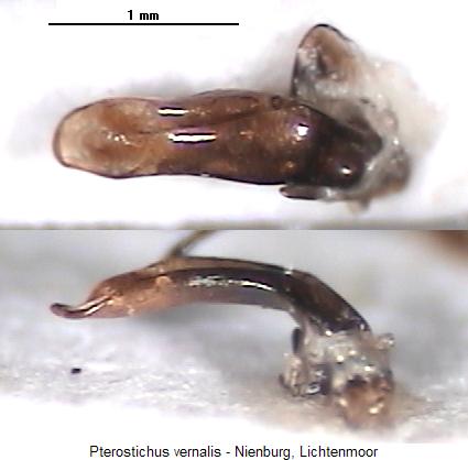 pterostichus_vernalis2.jpg
