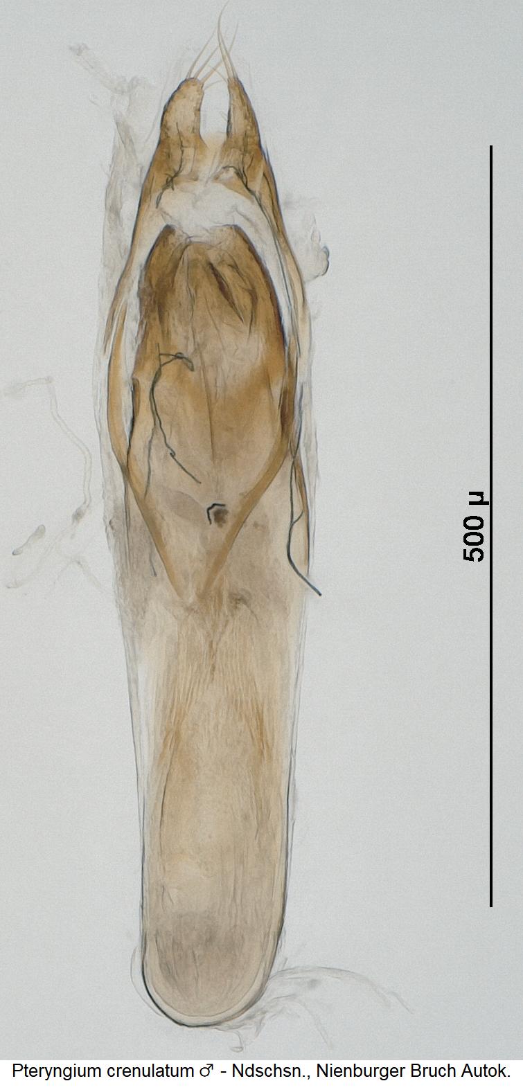 pteryngium_crenulatum_m.jpg