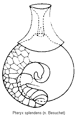 pteryx_splendens_sperm.gif
