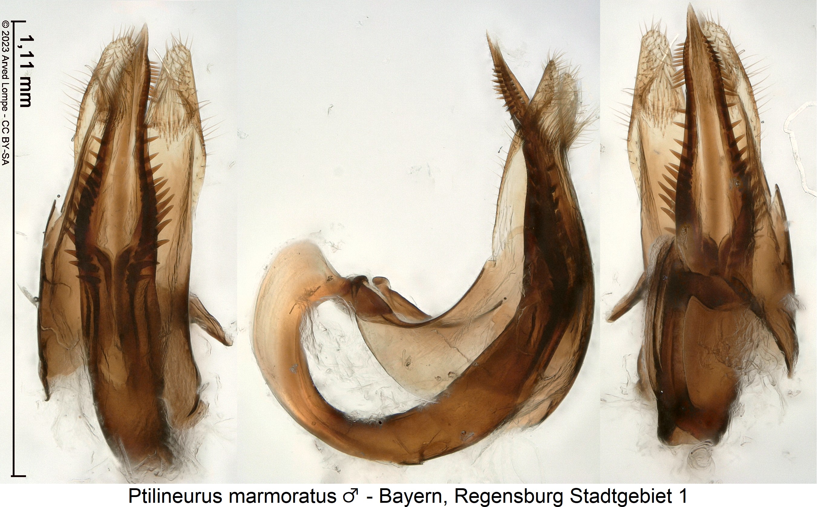 ptilineurus_marmoratus_m1.jpg