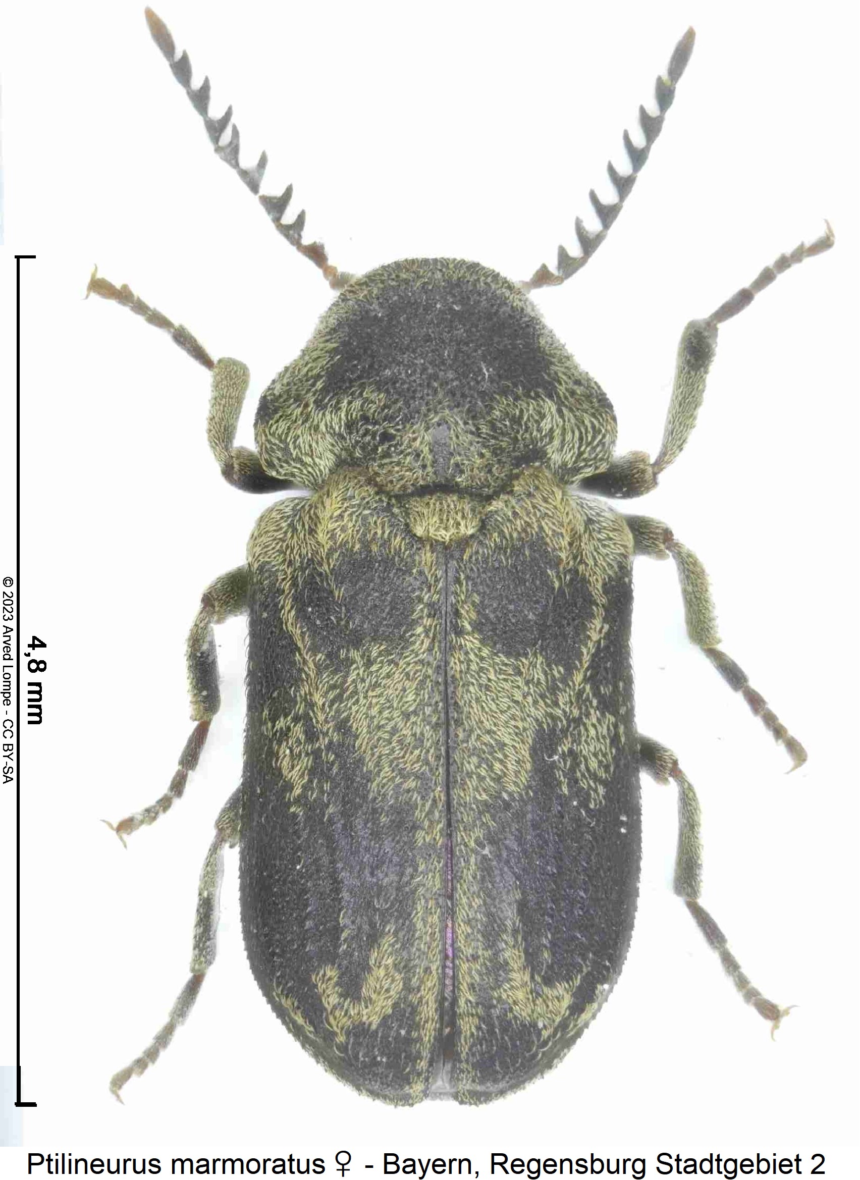 ptilineurus_marmoratus_w_hab1.jpg