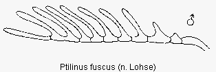 ptilinus_fuscus_f.gif