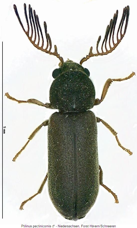 ptilinus_pectinicornis_m_hab.jpg