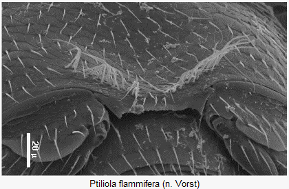 ptiliola_flammifera_hbr.gif