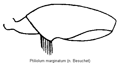 ptiliolum_marginatum_hschl.gif