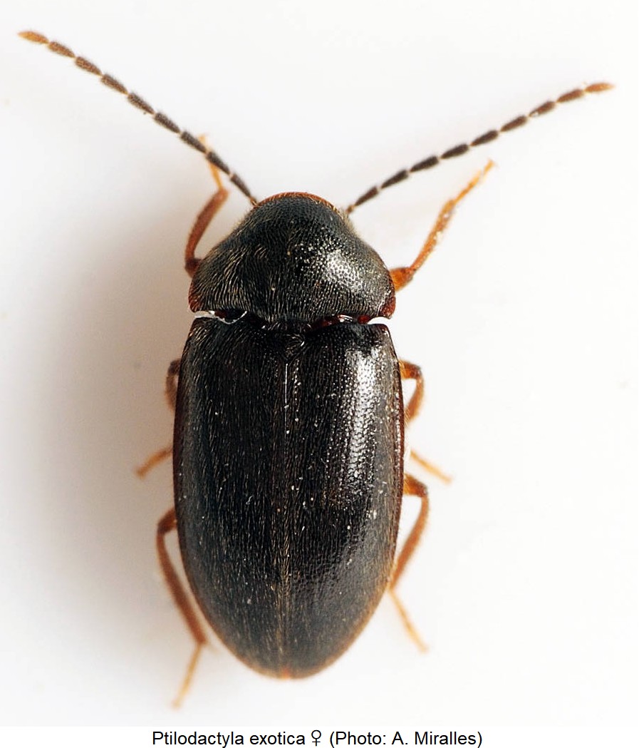 ptilodactyla_exotica_w_hab-1.jpg