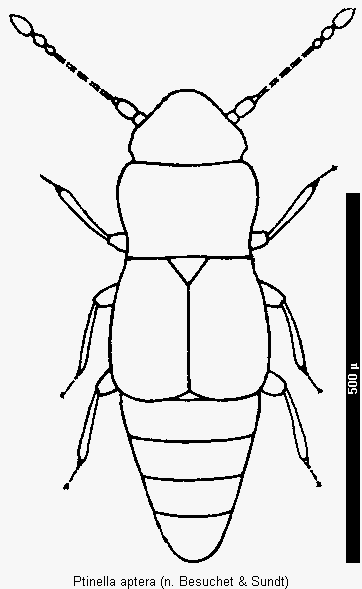 ptinella_aptera_hab.gif