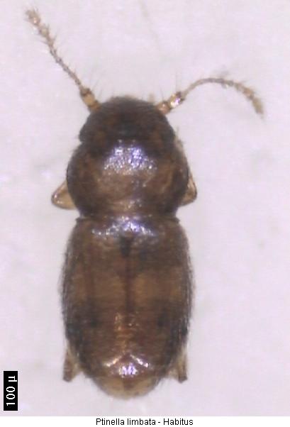 ptinella_limbata_hab.jpg