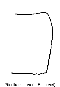 ptinella_mekura_hsch.gif