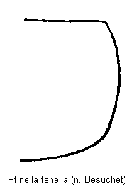 ptinella_tenella_hsch.gif