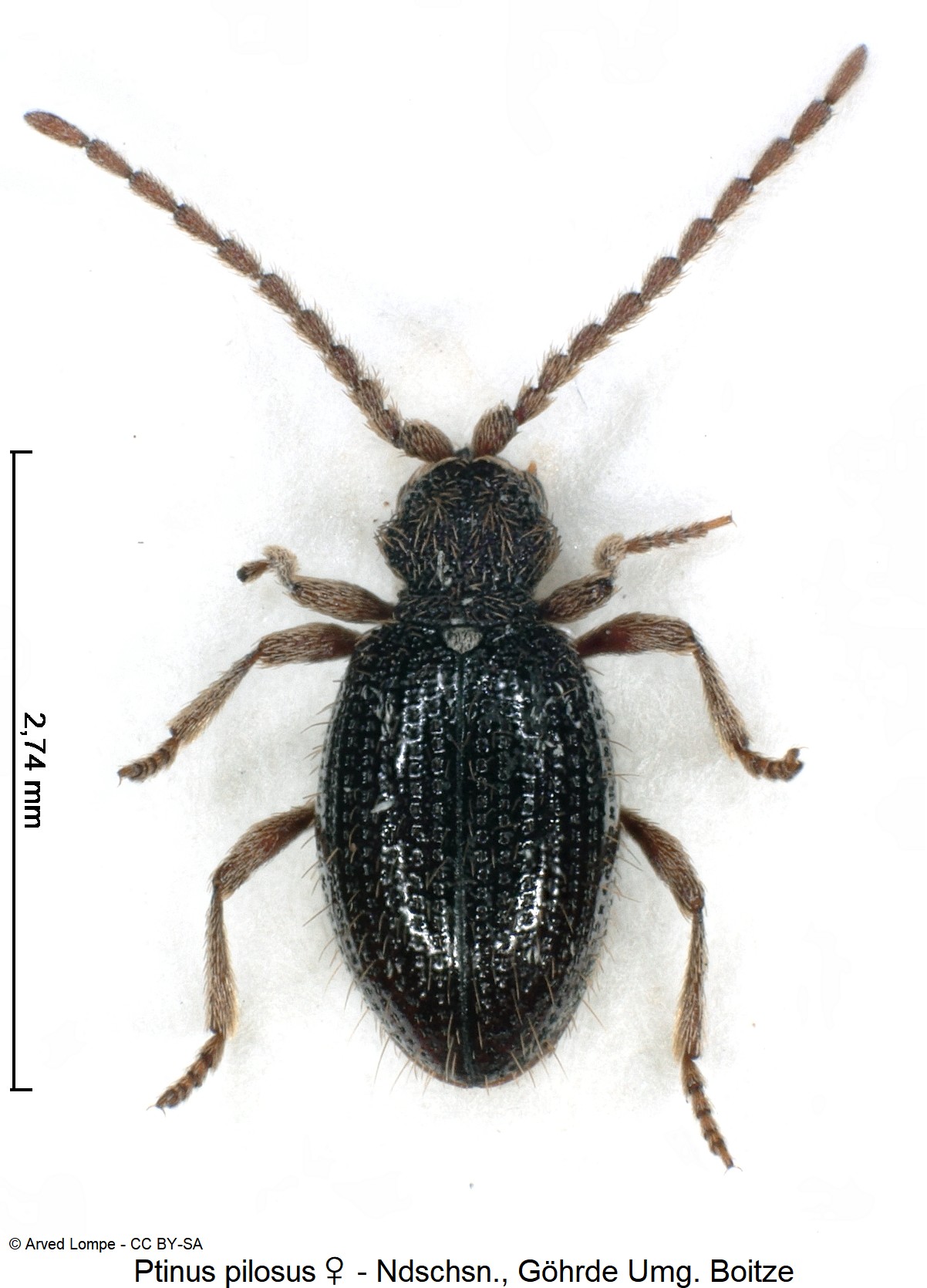 ptinus_pilosus_w_ck9502_hab.jpg
