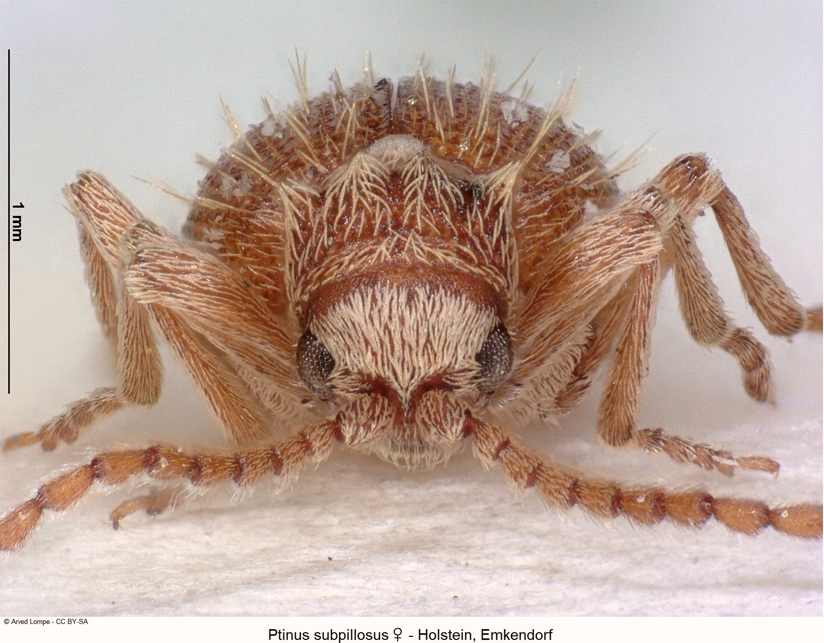 ptinus_subpillosus_w_ck9513_k.jpg