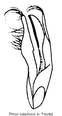 ptinus_subpilosus.gif