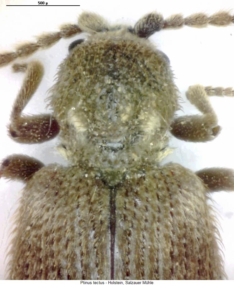 ptinus_tectus_vk.jpg