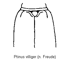 ptinus_villiger_fld.gif