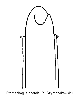 ptomaphagus_chendai.gif
