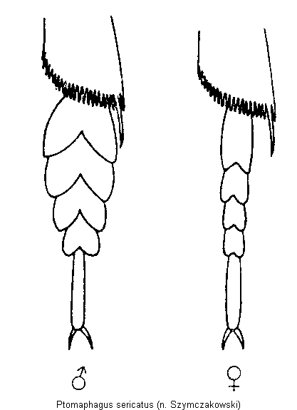 ptomaphagus_sericatus.gif