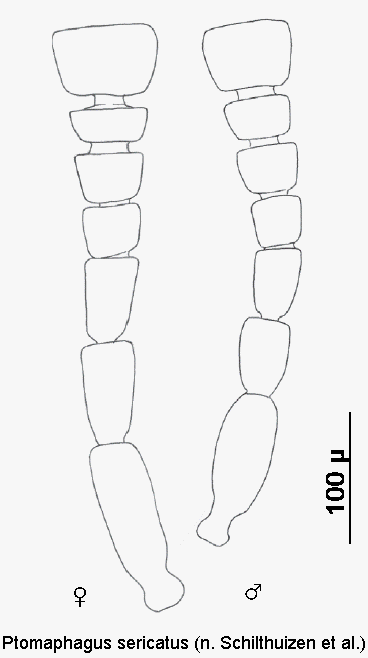 ptomaphagus_sericatus_f.gif