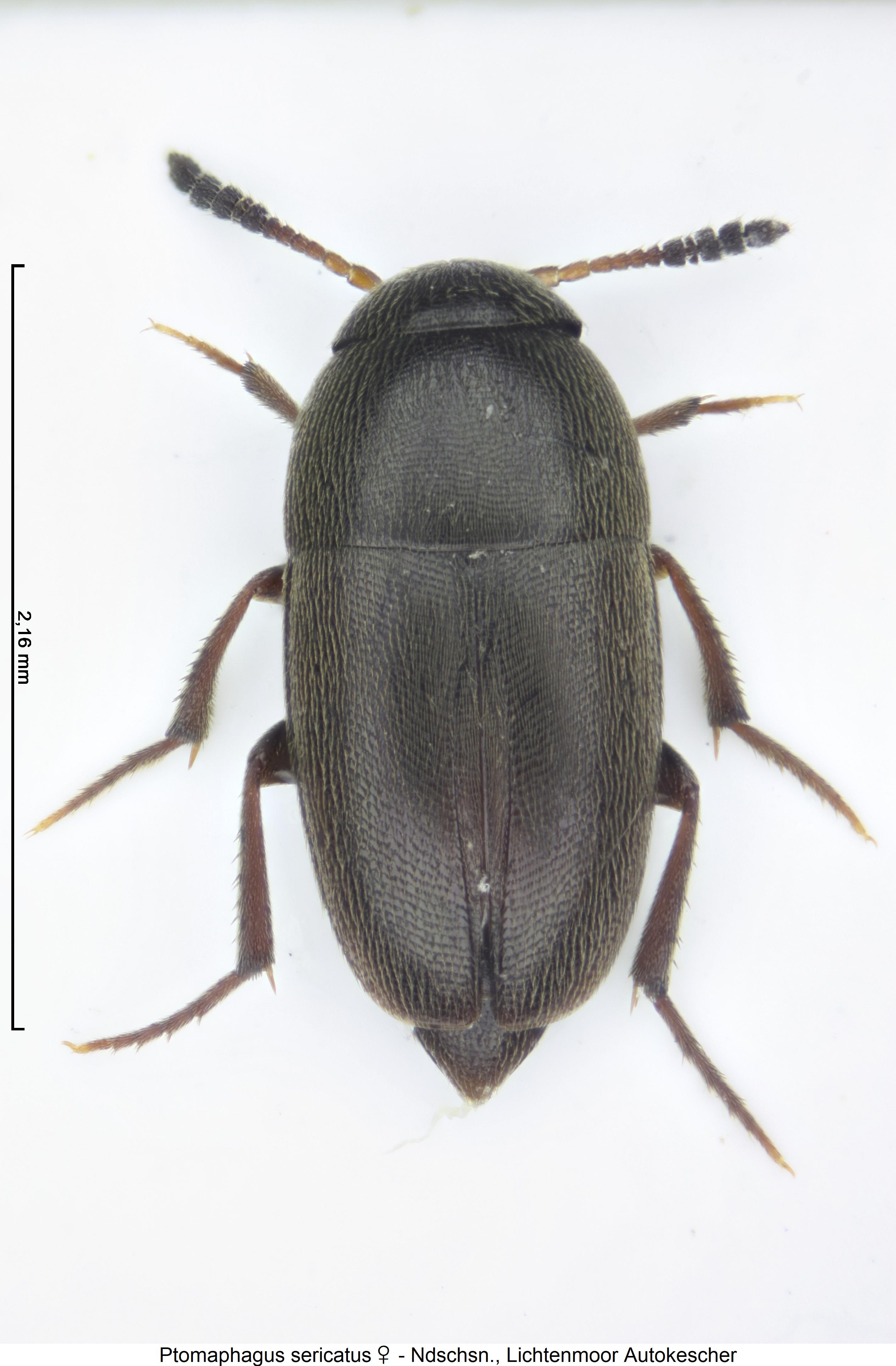 ptomaphagus_sericatus_hab.jpg