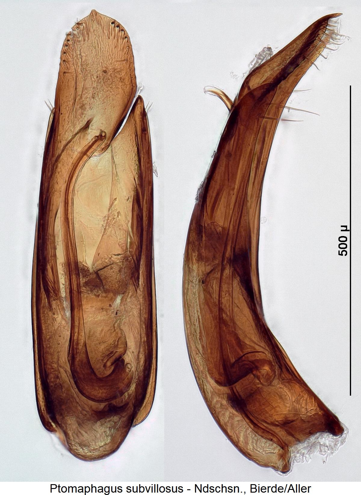 ptomaphagus_subvillosus1.jpg