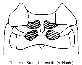 ptosima_us.gif