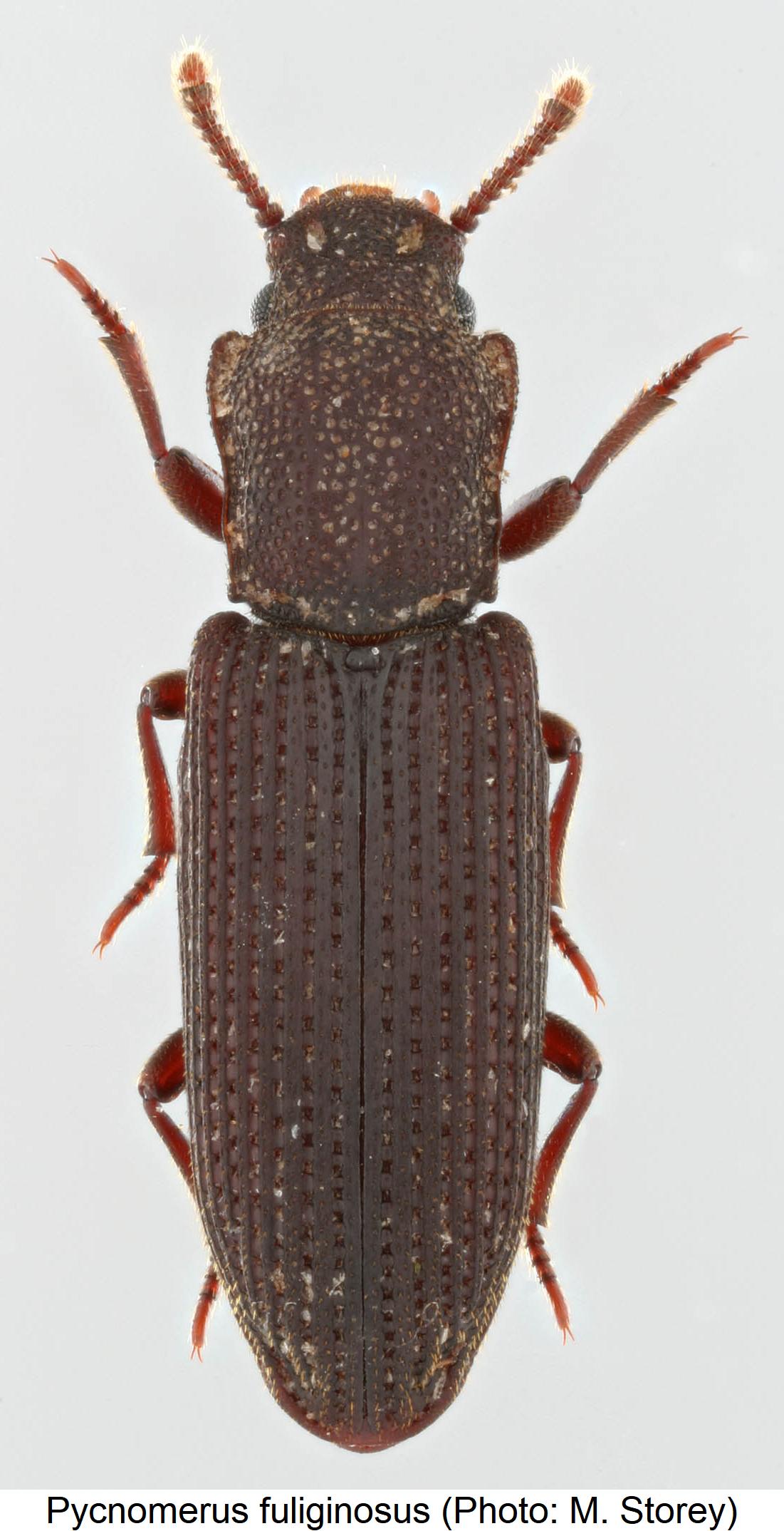 pycnomerus_fuliginosus_hab1.jpg