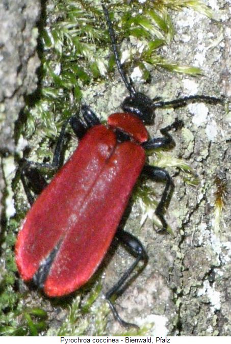 pyrochroa_coccinea_hab.jpg
