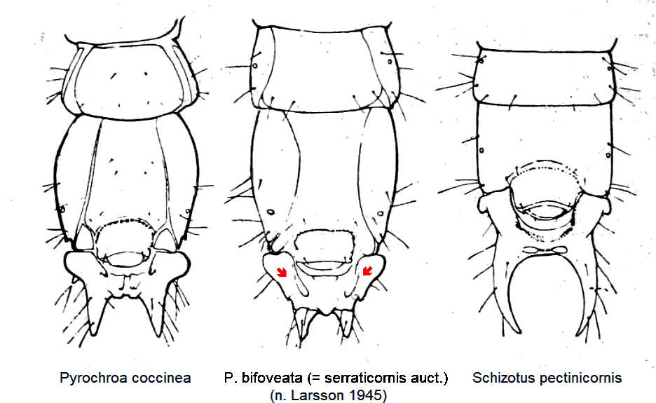 pyrochroidae_larven.gif