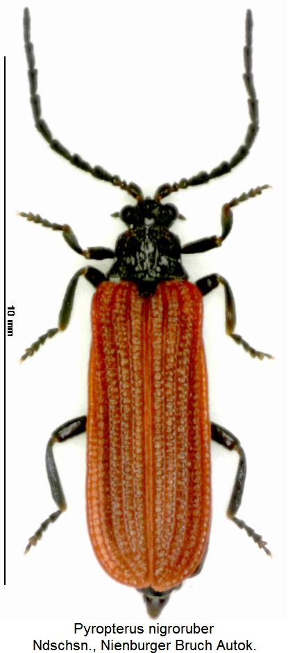 pyropterus_nigroruber_hab.jpg