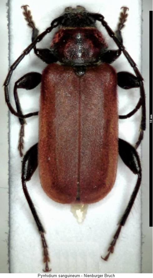 pyrrhidium_sanguineum_hab.jpg