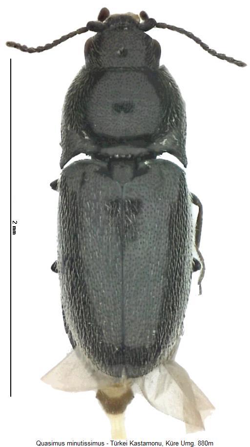 quasimus_minutissimus_hab.jpg