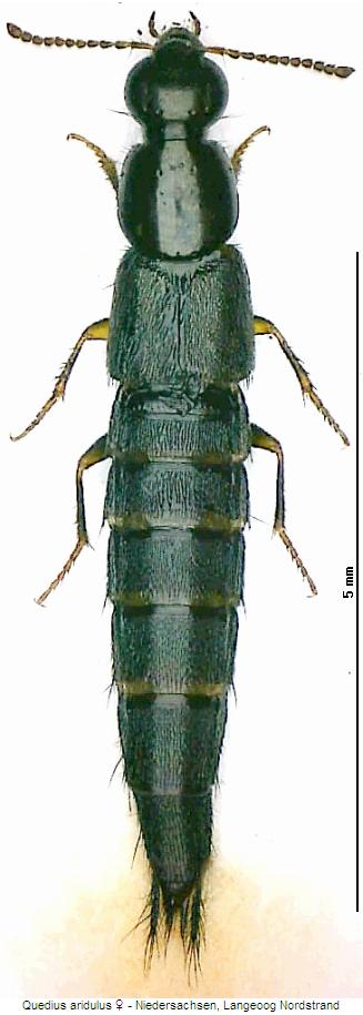 quedius_aridulus_hab.jpg
