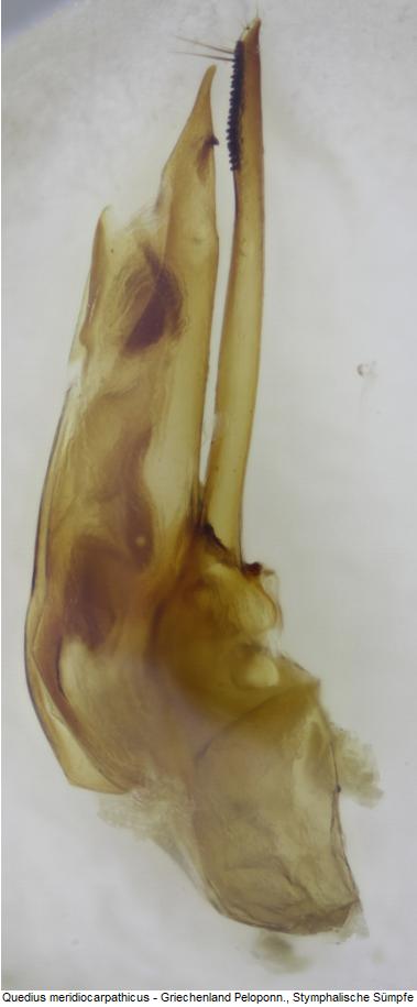 quedius_meridiocarpathicus.jpg