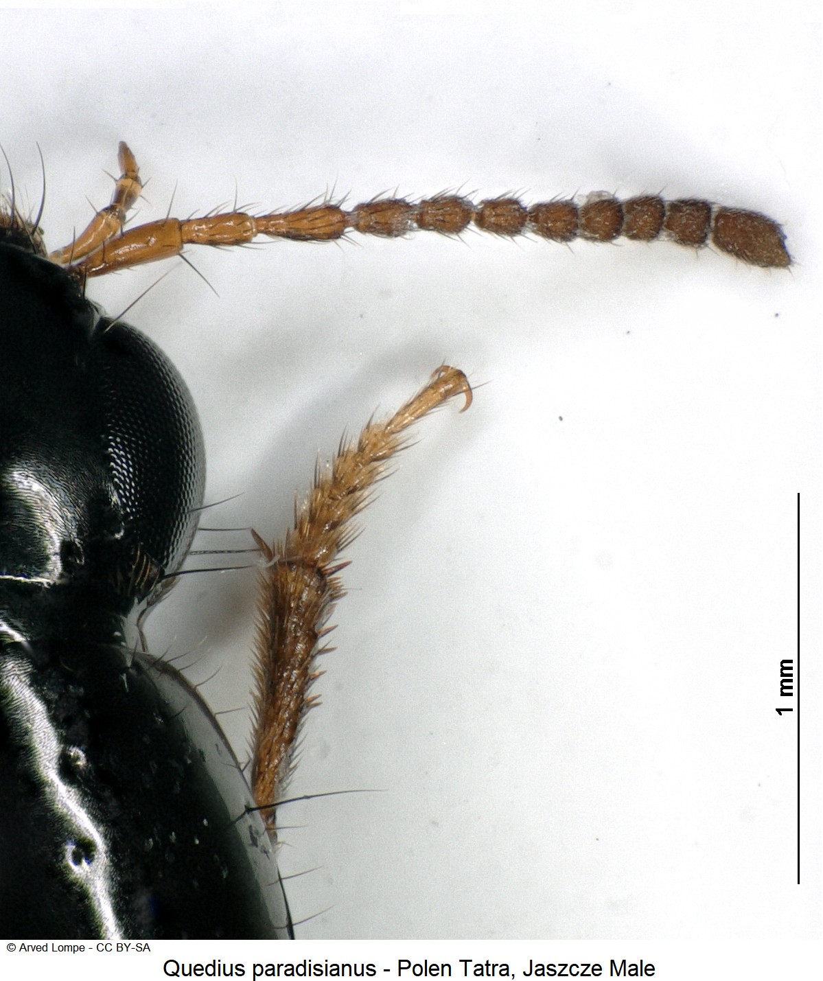 quedius_paradisianus_ck33316377_f.jpg