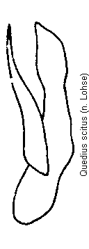 quedius_scitus.gif
