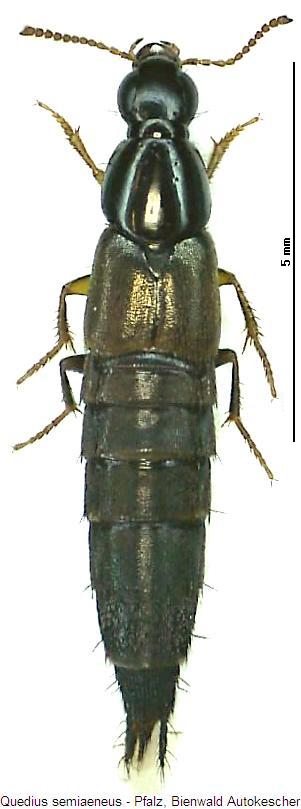 quedius_semiaeneus_hab.jpg