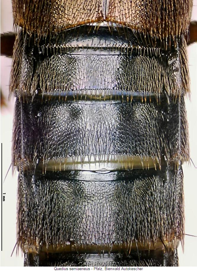 quedius_semiaeneus_hlb.jpg