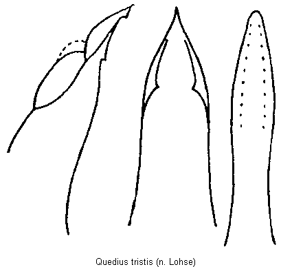 quedius_tristis.gif