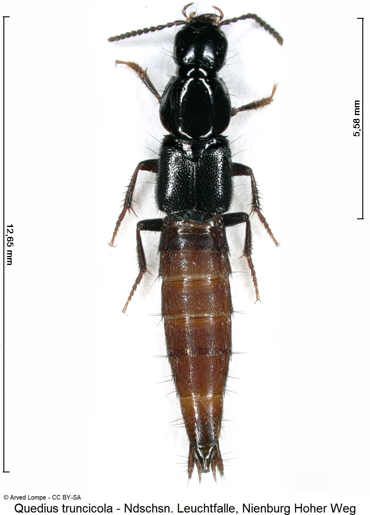 quedius_truncicola_ck36094199_hab.jpg