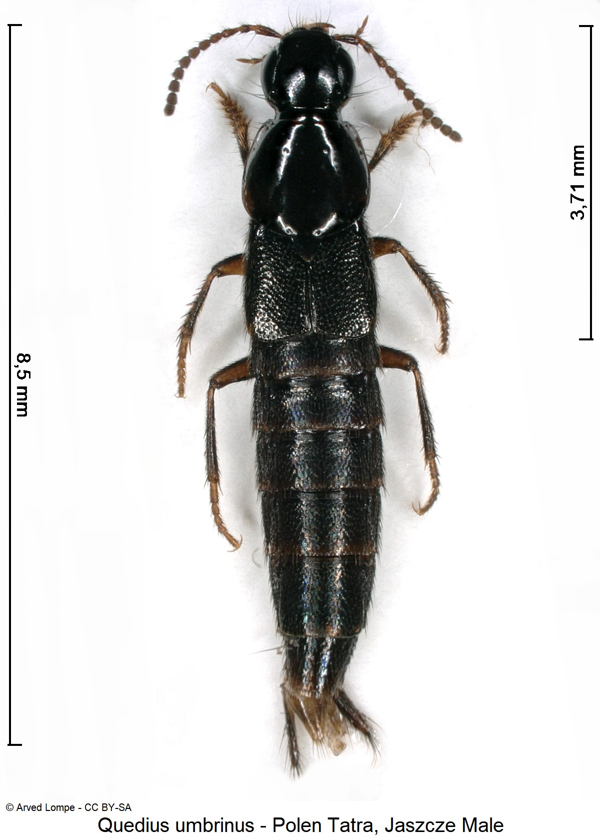 quedius_umbrinus_ck33316378_hab.jpg