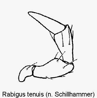 rabigus_tenuis_ts.gif